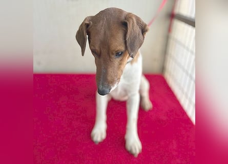 ❤️ PEPE braucht viel Liebe - 2 Jahre, 38cm/7kg - Foxterrier