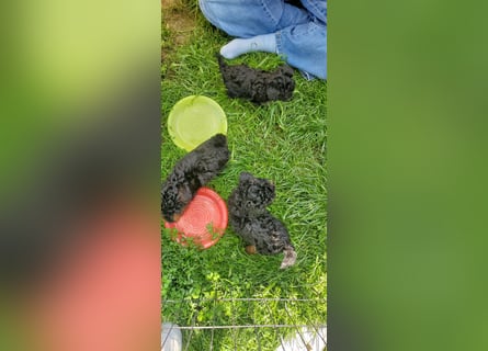 3 Minipudel/Zwergpudelwelprn hypoallergen!