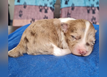 Bezaubernde Welpen aus Bolonka Zwetna und Pomeranian (Zwergspitz)