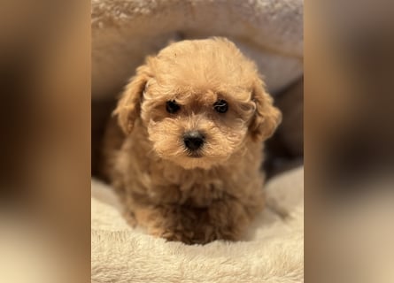 Sehr gesunde Mini Maltipoo Welpen in apricot und crème farben. 