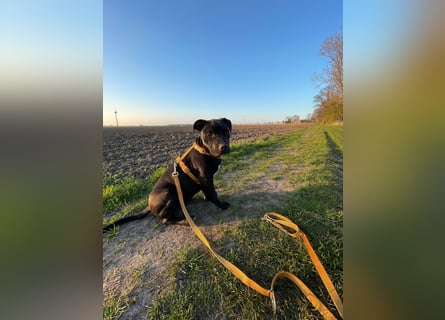 Zuckersüße xxl bully - pitbull hündin
