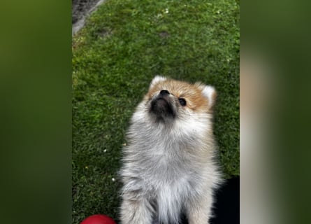 Zwergspitz  Pomeranian