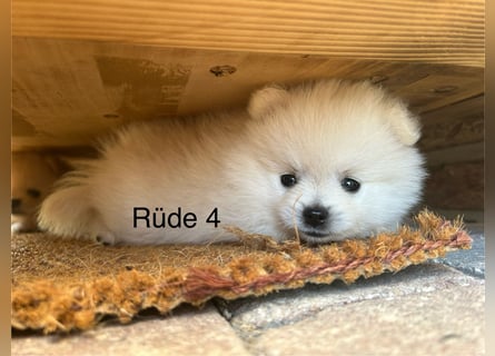 Pomeranian Zwergspitz Welpe