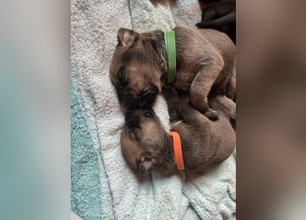 Wurf Cane Corso/Flat & Broholmer
