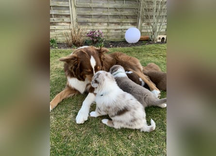 Reinrassige Australian Shepherd Welpen