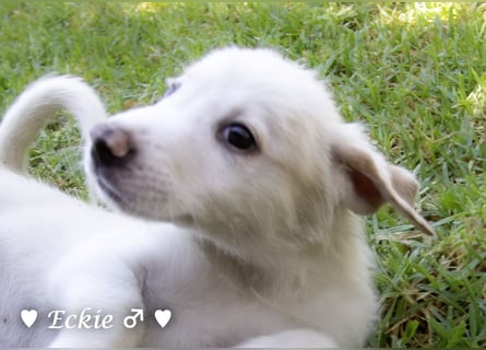 Eckie, Emma, Enya und Erin suchen ihre Familien ab Oktober