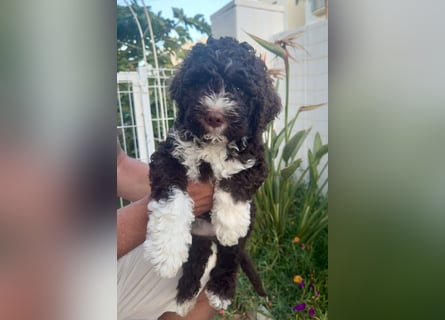 Lagotto Romagnolo Welpen reinrassige
