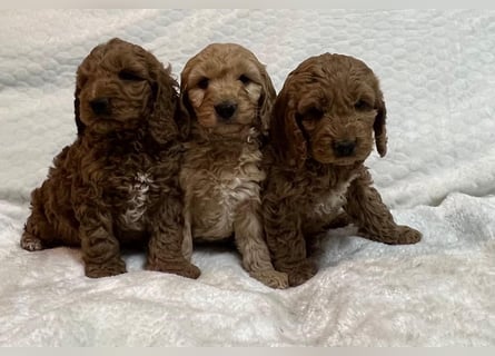 Cockerpoo/Cockapoo Welpen zu verkaufen
