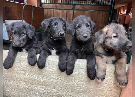 Irische Wolfshunde/ Irish Wolfhound Welpen