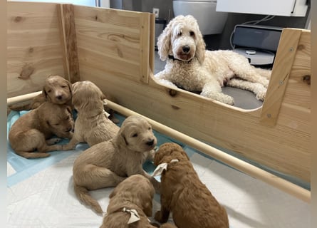 Goldendoodle F1bb Welpen -Liebevoll aufgezogen!