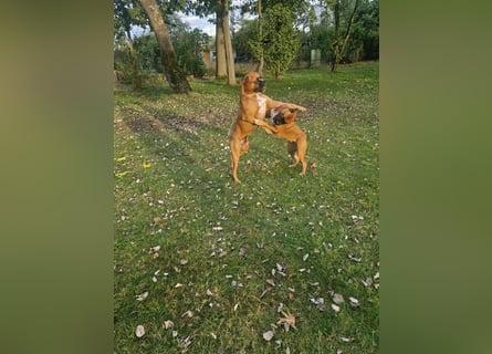 Wunderschöne Boxerwelpen!