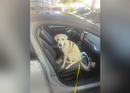 Yoda: liebt spielen, schmusen, Auto fahren