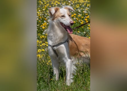 Paky – ein Traumhund aus Portugal