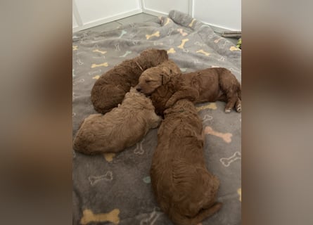 Großpudel Welpen in fawn VDH / PZV