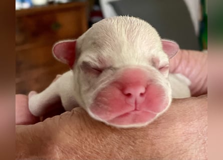 Süsse Französische Bulldoggenbabies sind da!