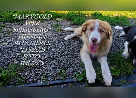 Border Collie-Welpen , black-,red-white und red-merle