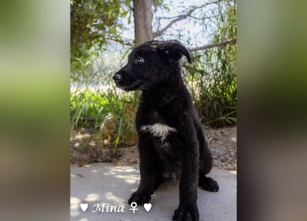 Vier wunderschöne Schäferhundmischlinge suchen ein Zuhause