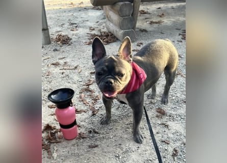 Wunderschöne Französische Bulldogge in Sonderfarben