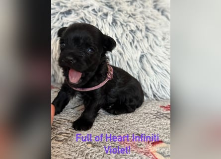 Yorkshire terrier schwarz mädchen