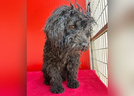 schmusige Puli-Hündin XENA - 2 Jahre, 40cm/12kg 