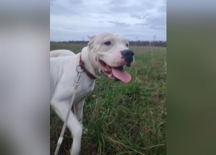Dogo Argentino Hündin 3 Jahre