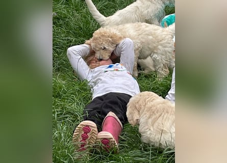 Abgabebereite Goldendoodle & Labradoodle Labrador+Golden+Retriever+Pudel Welpen