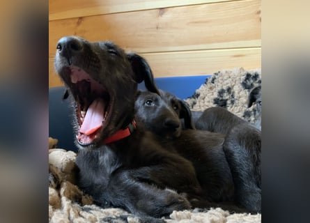 Deerhoundwelpen suchen ein liebevolles Für-Immer-Zuhause