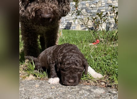 Lagotto - ein Herz aus Locken und Liebe