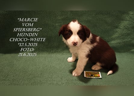Border Collie-Welpen , black-,choco-,red-white und red-,black-merle