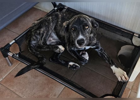 Coco: Schönheit mit goldenen Augen