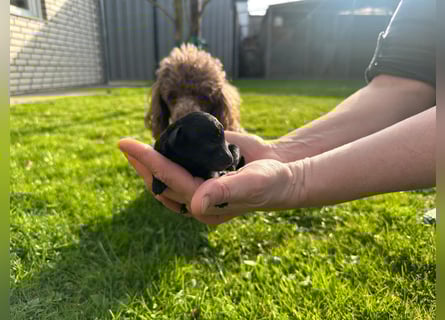 Welpen Pudel , Toypudel , Minipudel