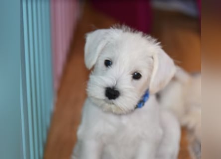 Zwergschnauzer Rüde weiß