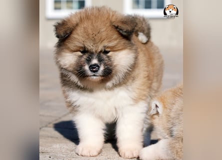 * Akita Inu - Japanische Akita langhaar Welpen, FCI registriert *