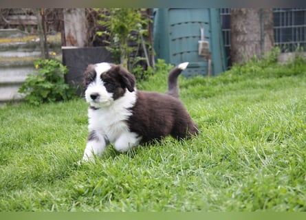 Bearded Collie Welpen, wir sind bereit für die Welt!