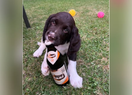 Kleine Münsterländer Welpen
