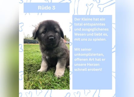 Süße Sarplaninac Welpen (Hirtenschutzhund/Schäferhund) suchen neues Zuhause. Noch 2 Welpen verfügbar