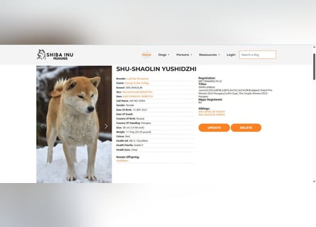 Wunderschöne Shiba Inu Welpen suchen ein liebevolles Zuhause!