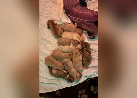 Gesunde Sportliche Französische Bulldoggen aus Familienzucht!