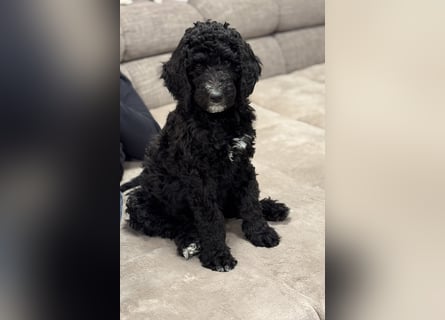 Bezaubernde Königspudel Welpen, Großpudel, Harlekin, Pudel, Videos