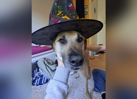 Hallo ich bin Schäferhund Mischling Rudi