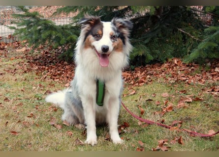 Alfred - ein besonderer Hund sucht seinen speziellen Menschen - Tierhilfe Franken e.V.