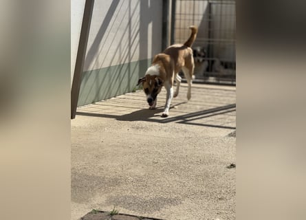 Die liebenswerte BOUNTY sucht ihr Zuhause!