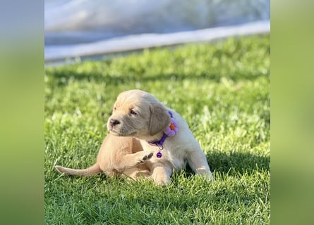 Labrador Welpe Mädchen 1 Monat Weis Hündin/ Düsseldorf