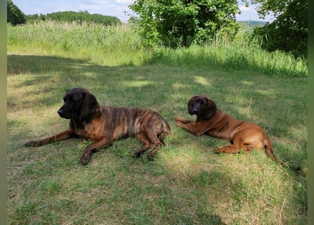 Hannoversche Schweißhund