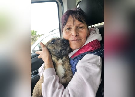 Mona – kleine Herzenshündin sucht ihr Für-immer-Zuhause