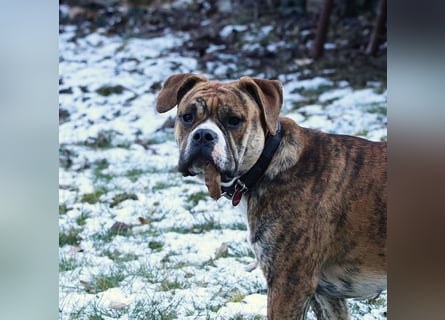 Continental Bulldog Hündin