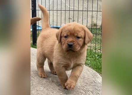 Typvolle Labrador Welpen in Foxred/Dark Foxred aus einer Top Verpaarung
