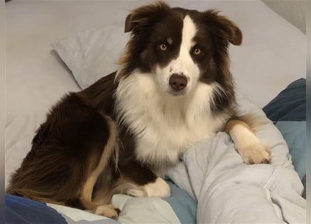 Mini Australien American Shepherd / Mini Aussi / Deckrüde / all clear /Gesundheitszeugnis