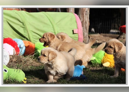 Golden Retriever Welpen vom Thüringer Wald