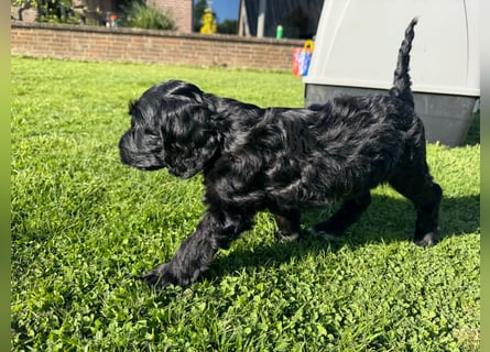 2 Zauberhafte Cockapoo Welpen Rüden  mit Ahnentafel